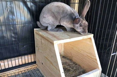 steel rabbit nesting box|homemade rabbit nesting box videos.